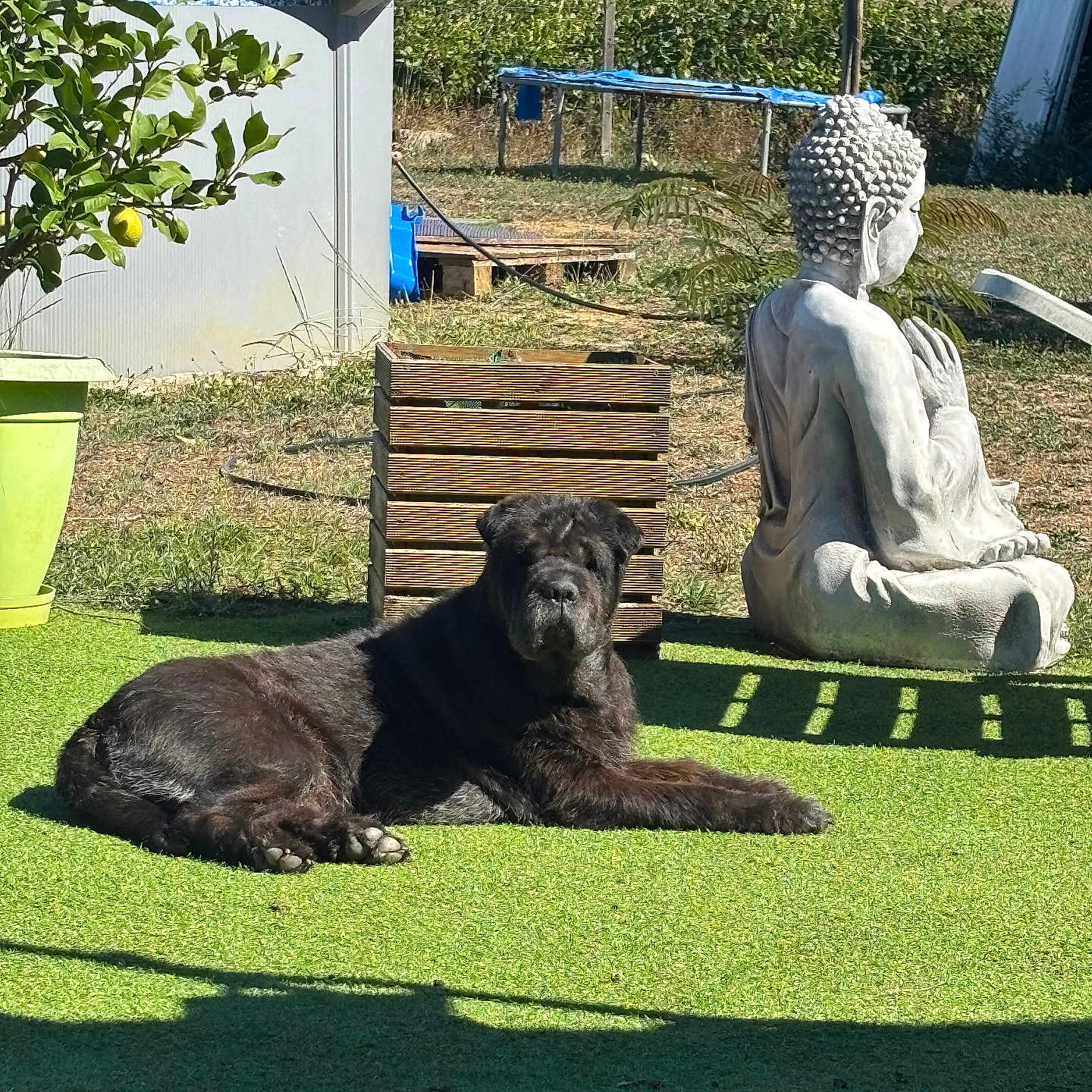 Maya