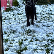 Maya a rejoint le concours — aidez-le/la à gagner de superbes lots ! dog, snow, grass, outdoor, playground, childrens_toy, winter, black_dog, animal, pet, yard, daylight, grass_patches, snow_covered, play_slide, playhouse, backyard, nature, standing, canine