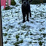 dog, snow, grass, outdoor, playground, childrens_toy, winter, black_dog, animal, pet, yard, daylight, grass_patches, snow_covered, play_slide, playhouse, backyard, nature, standing, canine