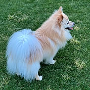 Cocco Couture is registered to the contest to win money with this photo: animal, canine, cream_color, cute, daylight, dog, fluffy, fur, grass, greenery, nature, outdoor, pet, pomeranian, side_view, small_dog, standing, tail, tongue_out, white_color