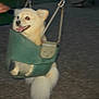 animal, blur, canine, chain, cute, dog, fun, fur, happy, night, outdoor, park, pet, play, playground, recreation, seat, swing, tail, white_dog