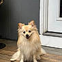 Cocco Couture joined the competition — help win amazing prizes! animal, canine, companion, cream_colored, cute, dog, domestic_animal, door, ears, fluffy, fur, gray_wall, happy, outside, pet, porch, sitting, small_dog, smiling, wooden_floor