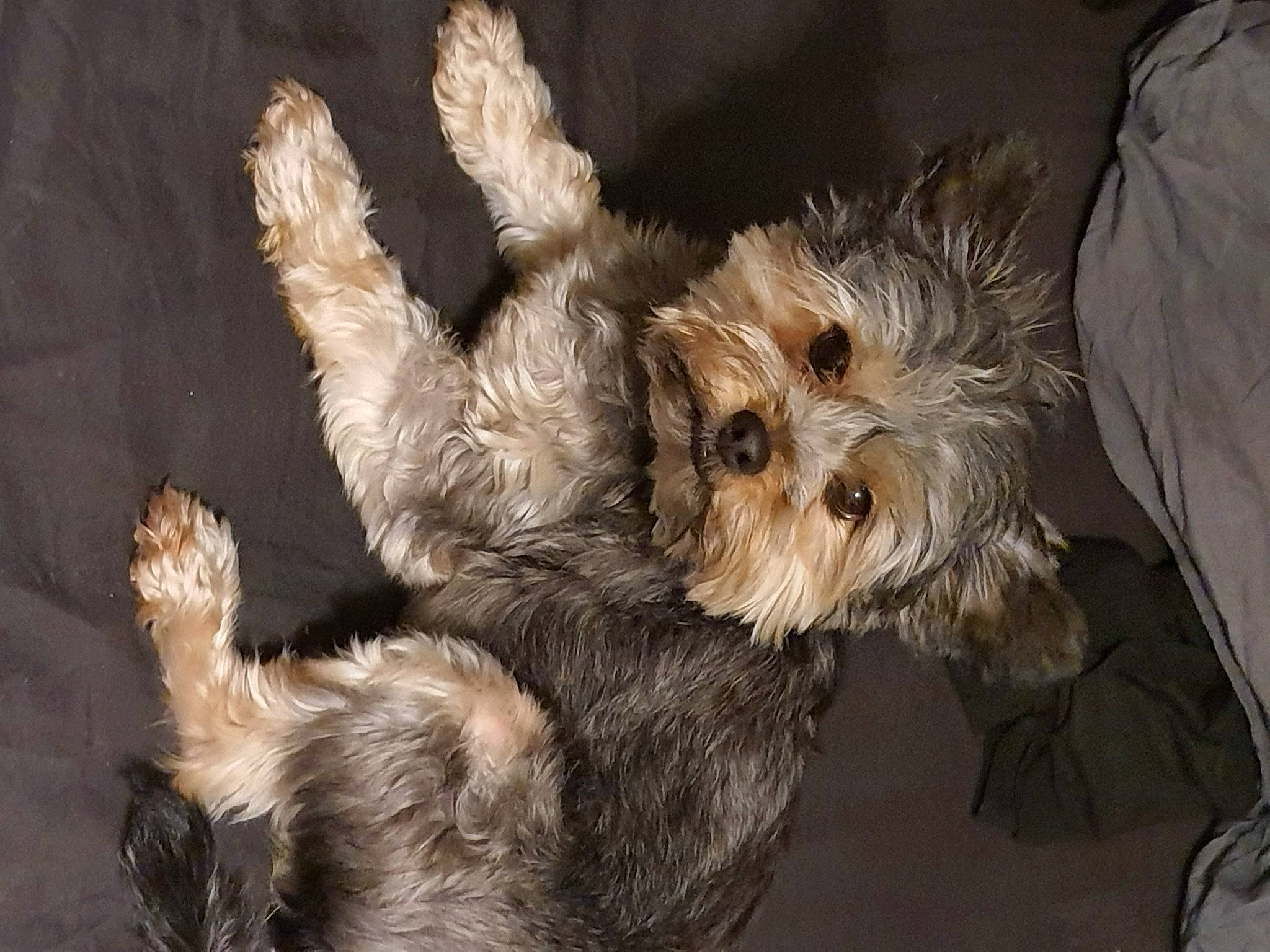 Ouistiti a rejoint le concours — aidez-le/la à gagner de superbes lots ! biewer_terrier, canidae, carnivore, companion_dog, dog, dog_breed, dog_supply, fawn, fur, maltepoo, mammal, small_terrier, snout, sporting_group, tail, terrier, toy_dog, working_animal, yorkipoo, yorkshire_terrier