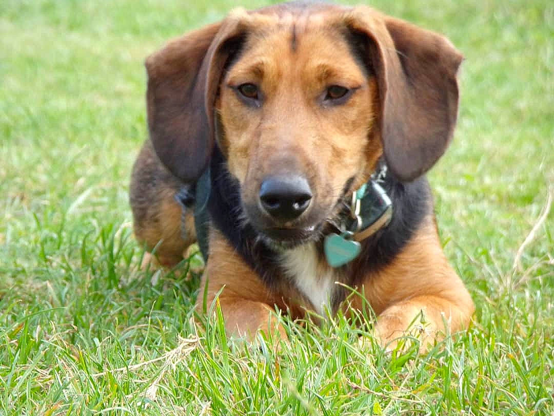 Massilia participe au concours pour gagner de l'argent avec cette photo : ball, canidae, carnivore, companion_dog, dog, dog_breed, fawn, grass, hound, hunting_dog, liver, plant, snout, sporting_group, terrestrial_animal, whiskers, wildlife