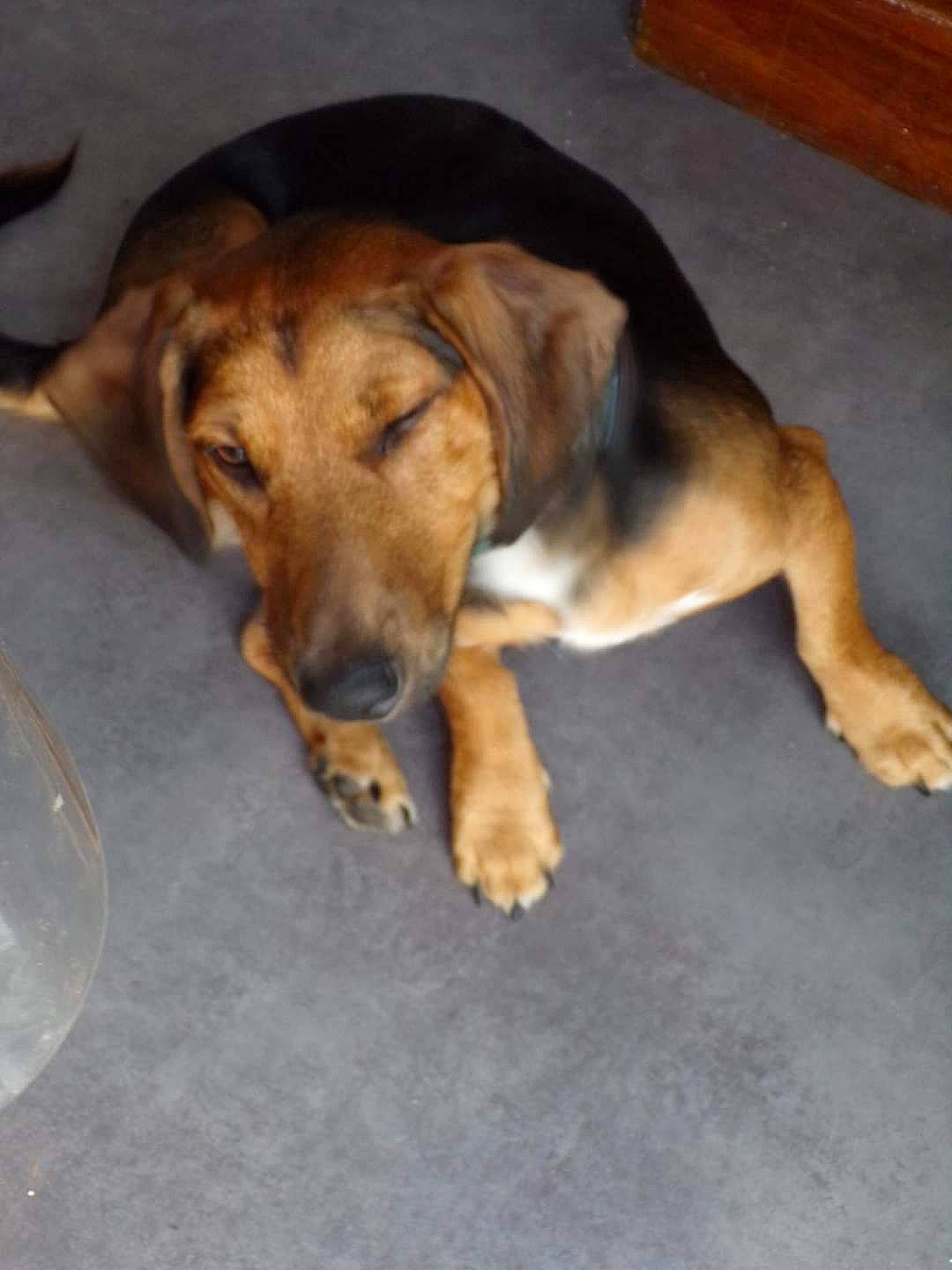 Massilia participe au concours pour gagner de l'argent avec cette photo : canidae, carnivore, comfort, companion_dog, dog, dog_breed, fawn, flooring, hardwood, hound, natural_material, paw, sporting_group, tail, terrestrial_animal, wood, working_animal