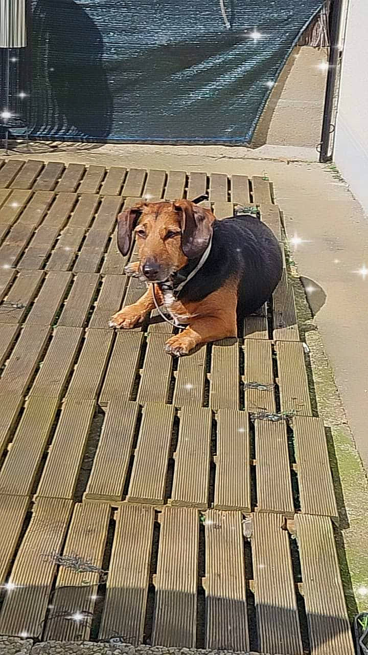 Massilia a rejoint le concours — aidez-le/la à gagner de superbes lots ! canidae, carnivore, collar, companion_dog, dog, dog_breed, dog_collar, dog_supply, fawn, flooring, hardwood, leash, line, pet_supply, road_surface, sidewalk, snout, water, wood, working_animal