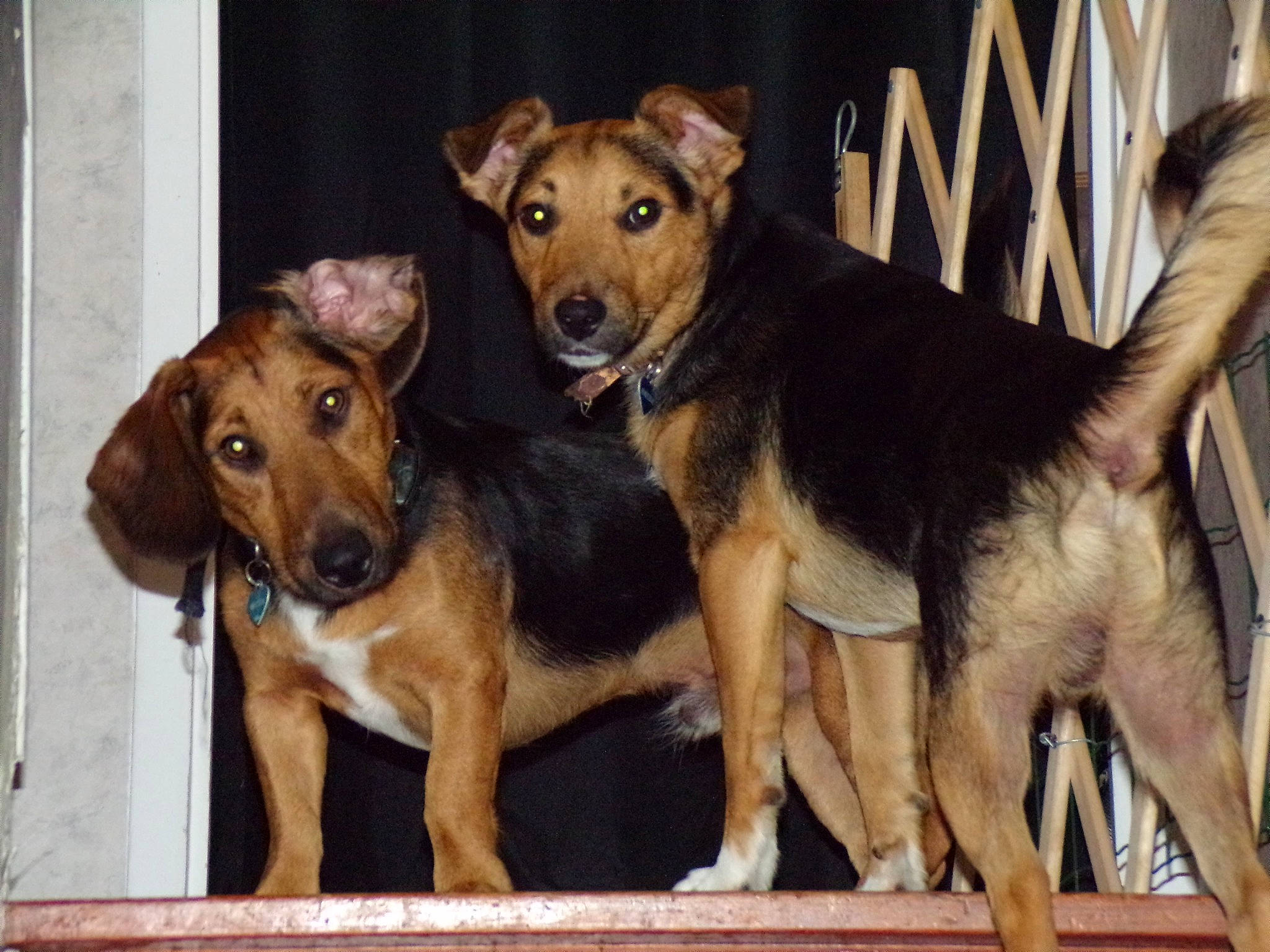 Massilia participe au concours pour gagner de l'argent avec cette photo : ancient_dog_breeds, canidae, carnivore, companion_dog, dog, dog_breed, dog_supply, fawn, fur, guard_dog, herding_dog, hound, hunting_dog, paw, pet_supply, snout, sporting_group, terrestrial_animal, working_animal, working_dog