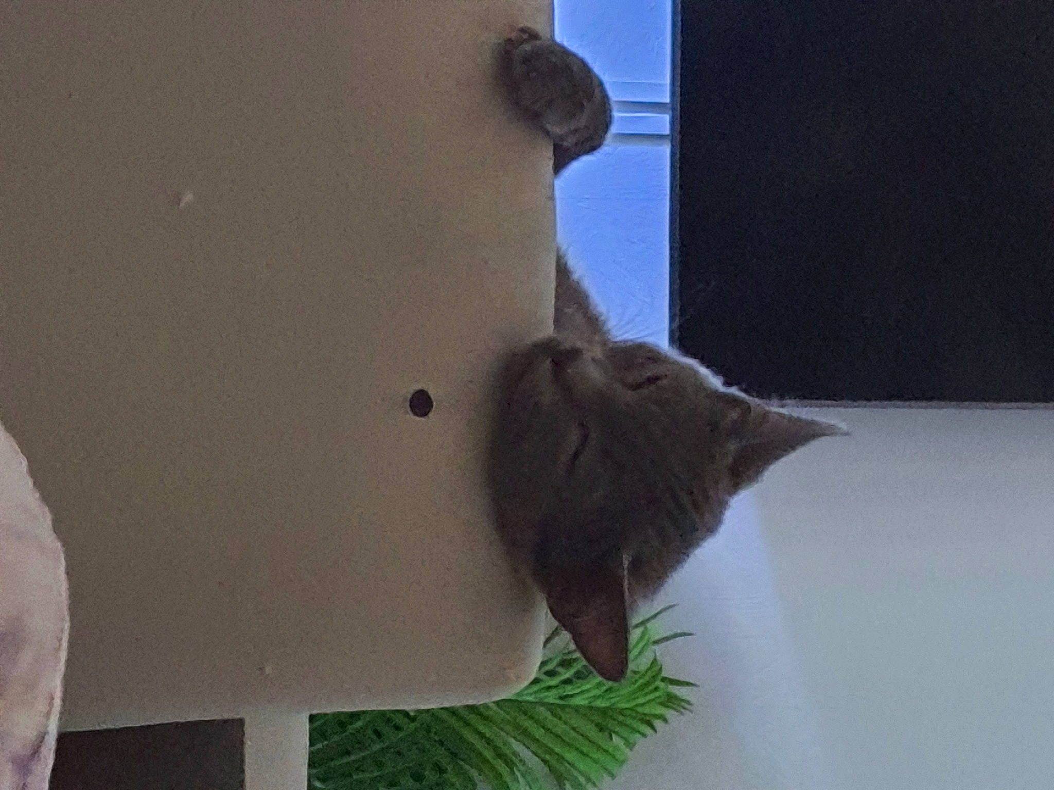 Shusi a rejoint le concours — aidez-le/la à gagner de superbes lots ! art, beak, carnivore, cat, domestic_short_haired_cat, feather, felidae, fish, grey, house, houseplant, palm_tree, perching_bird, plant, room, small_to_medium_sized_cats, tail, whiskers, window, wood