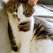 Maou participe au concours pour gagner de l'argent avec cette photo : animal, cat, close_up, couch, cozy, cute, feline, fluffy, fur, gray_fur, green_eyes, indoor, mammal, pet, portrait, relaxed, resting, soft_light, whiskers, white_fur