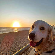 Tino a rejoint le concours — aidez-le/la à gagner de superbes lots ! animal, beach, collar, dog, golden_fur, golden_retriever, happy, leash, nature, ocean, outdoor, pet, portrait, railing, sand, sky, sun, sunset, tongue_out, water