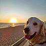 animal, beach, collar, dog, golden_fur, golden_retriever, happy, leash, nature, ocean, outdoor, pet, portrait, railing, sand, sky, sun, sunset, tongue_out, water