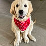 Tino participe au concours pour gagner de l'argent avec cette photo : adorable, animal, bandana, companion, cute, dog, domestic_animal, fur, golden_retriever, indoor, looking_up, pet, pet_accessory, playful, puppy, red_bandana, sitting, tile_floor, toy, young_dog