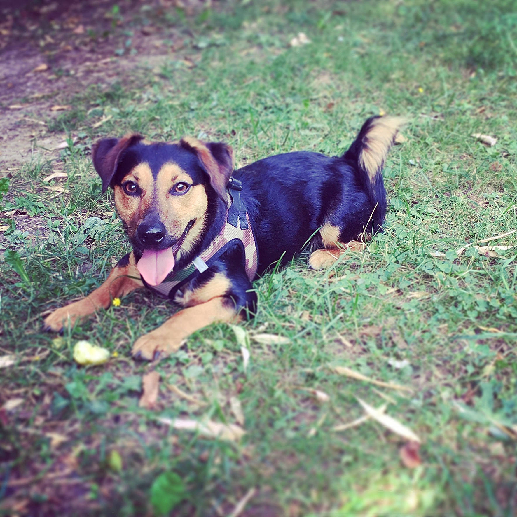 Nino a rejoint le concours — aidez-le/la à gagner de superbes lots ! adventure, canidae, carnivore, cloud, companion_dog, dog, dog_breed, dog_clothes, dog_supply, fawn, grass, guard_dog, happy, plant, shadow, sky, snout, soil, vehicle, working_animal