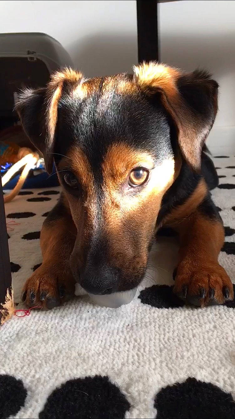 Nino a rejoint le concours — aidez-le/la à gagner de superbes lots ! canidae, carnivore, companion_dog, dog, dog_breed, ear, fawn, fur, guard_dog, paw, pet_supply, puppy, snout, sporting_group, terrestrial_animal, whiskers, working_animal, working_dog