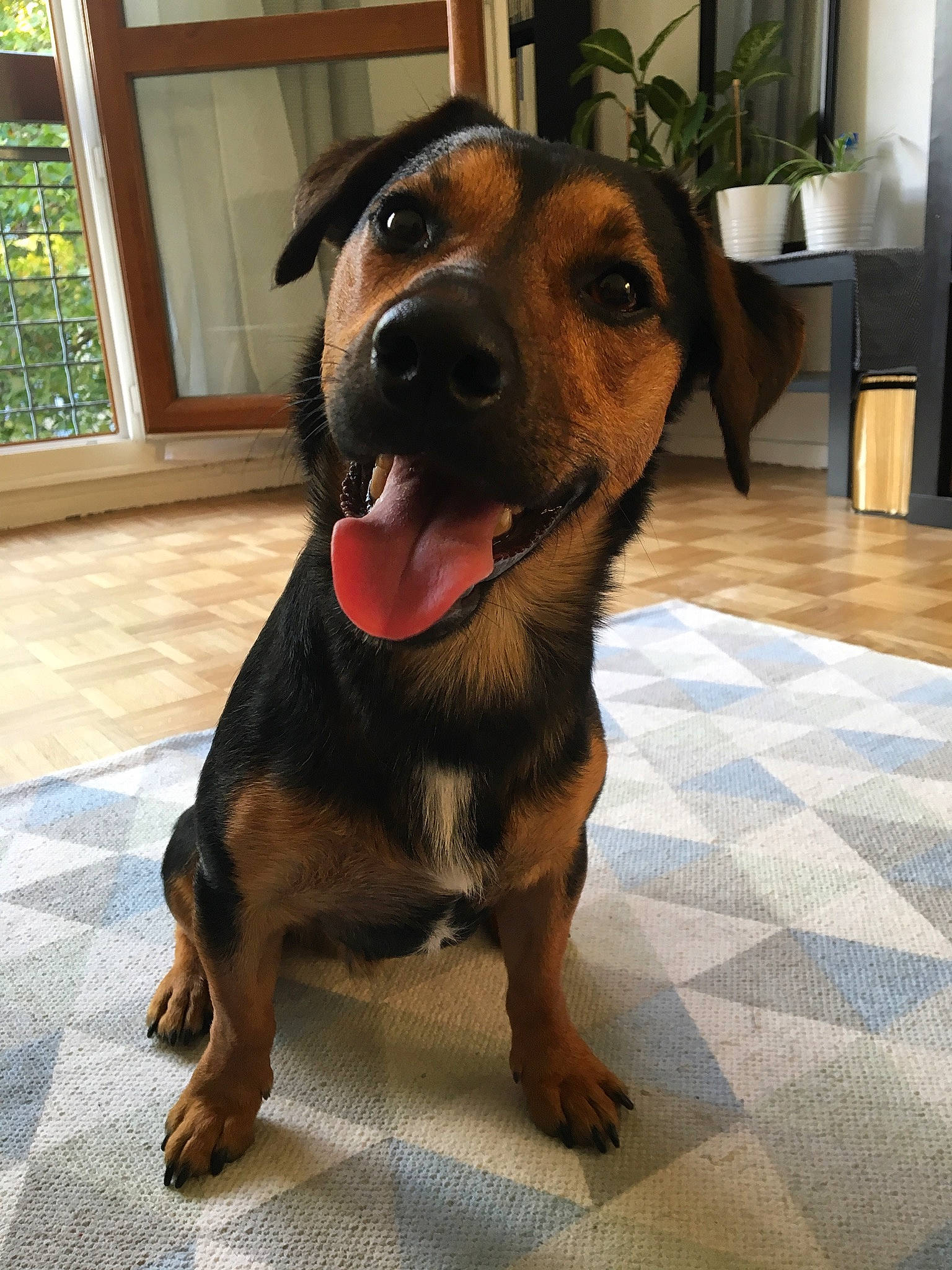 Nino a rejoint le concours — aidez-le/la à gagner de superbes lots ! canidae, carnivore, collar, companion_dog, dog, dog_breed, fawn, flooring, fur, guard_dog, hound, houseplant, liver, metal, pet_supply, plant, snout, sporting_group, window, working_animal