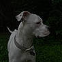 dog, white_dog, collar, outdoor, greenery, grass, pet, animal, canine, nature, alert, side_profile, ear, snout, tag, fur, muzzle, quiet, watchful, daylight