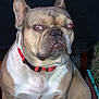 dog, french_bulldog, red_collar, pet, animal, sitting, close_up, brown_fur, white_chest, outdoor, night, flash, red_eye, ears_up, face, portrait, canine, companion, alert, serious_expression