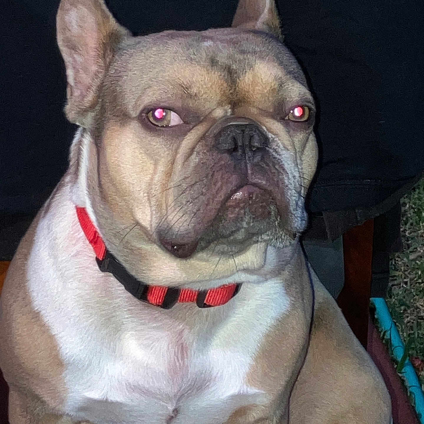 Tank joined the competition — help win amazing prizes! alert, animal, brown_fur, canine, close_up, companion, dog, ears_up, face, flash, french_bulldog, night, outdoor, pet, portrait, red_collar, red_eye, serious_expression, sitting, white_chest