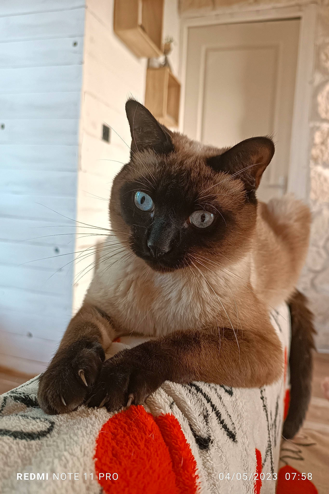 Simba participe au concours pour gagner de l'argent avec cette photo : balinese, birman, carnivore, cat, cat_supply, door, fawn, felidae, flooring, fur, iris, pet_supply, siamese, small_to_medium_sized_cats, snout, tail, thai, whiskers, wood