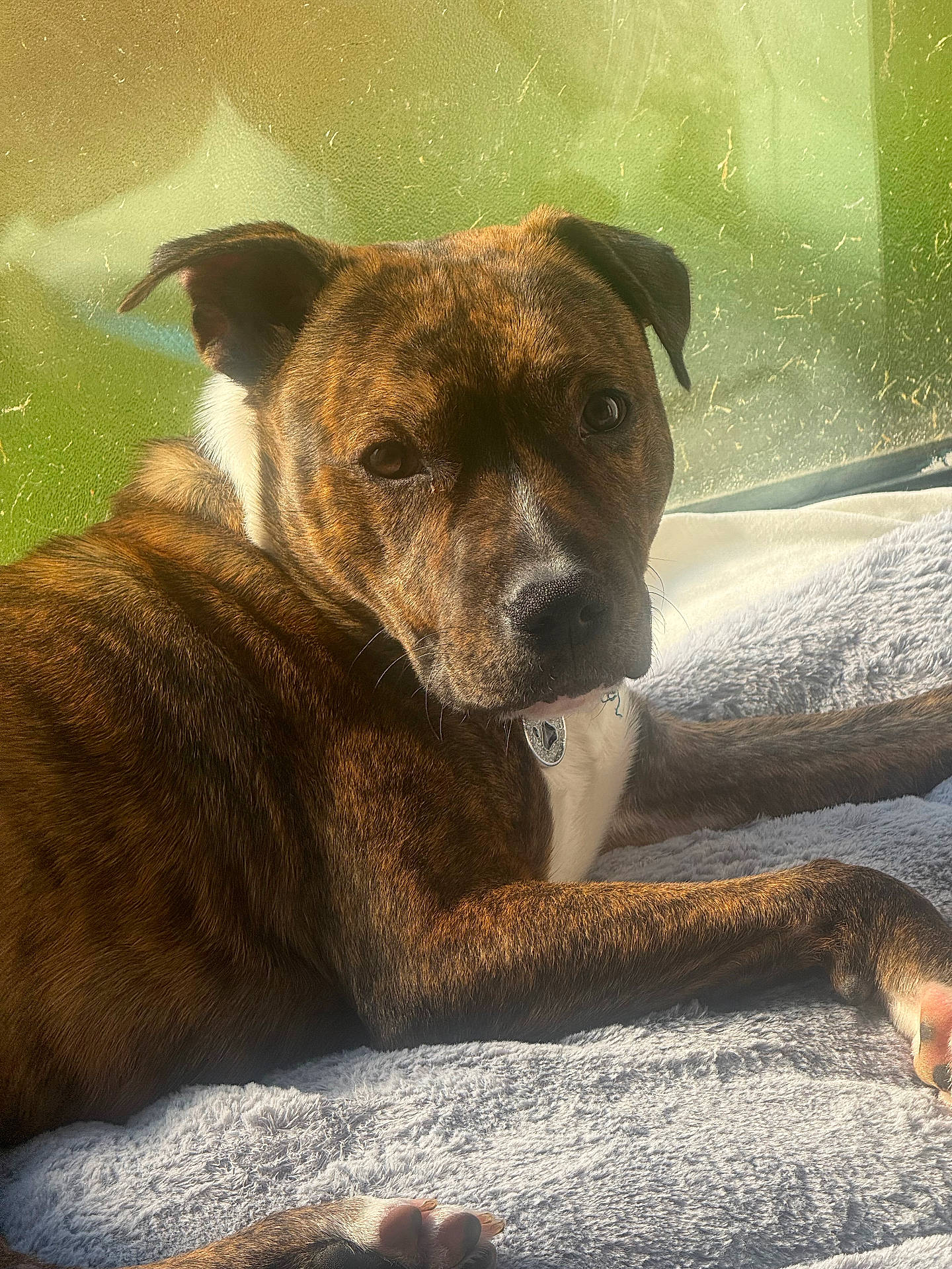 animal, blanket, brindle, brown, closeup, collar, cozy, curious, dog, ears, face, fur, indoor, laying_down, paw, pet, resting, sunlight, white, window