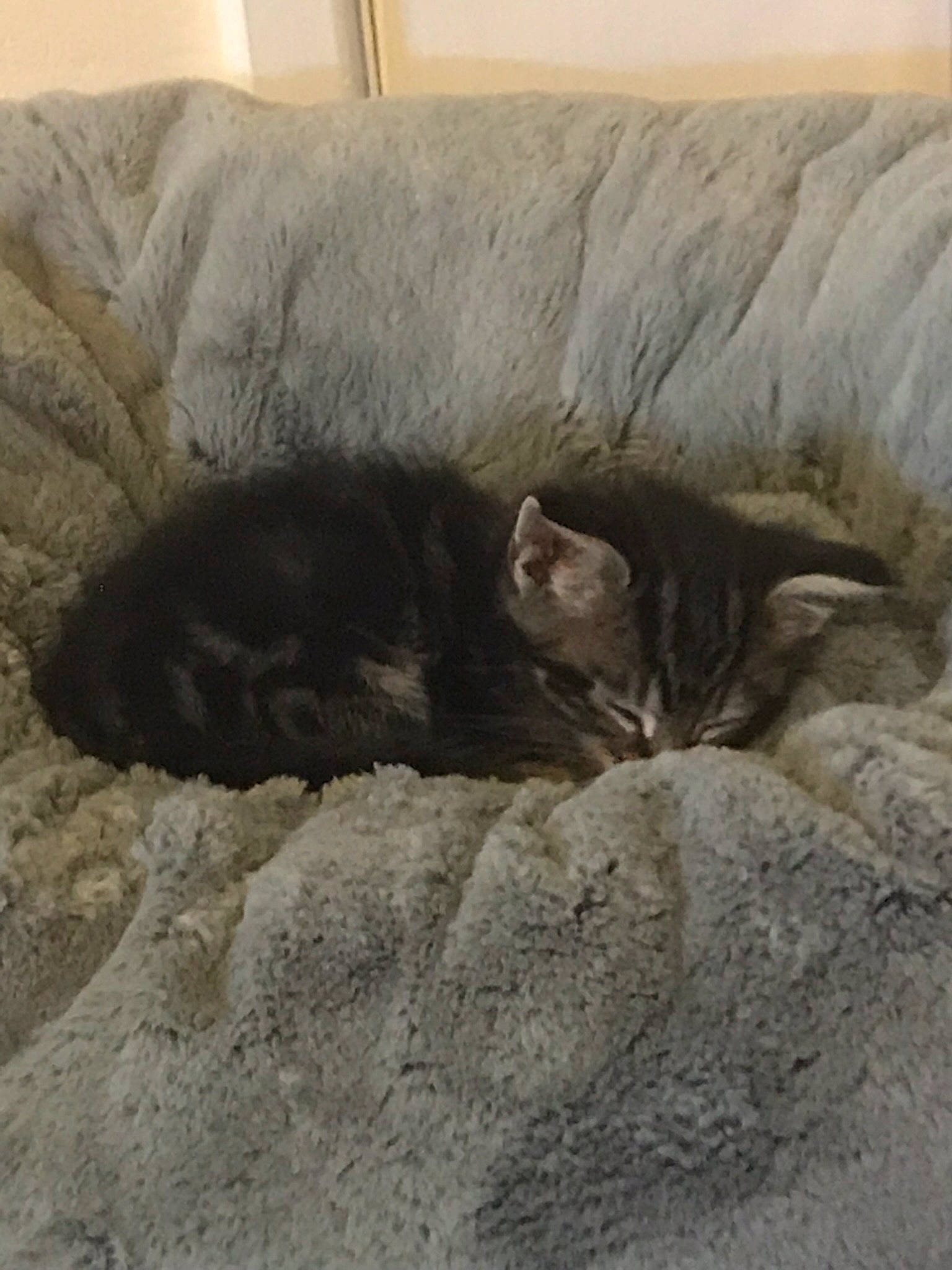 Tic-tac joined the competition — help win amazing prizes! asian, carnivore, cat, comfort, domestic_short_haired_cat, european_shorthair, felidae, fur, kitten, nap, sand, sleep, small_to_medium_sized_cats, tabby_cat, tail, whiskers