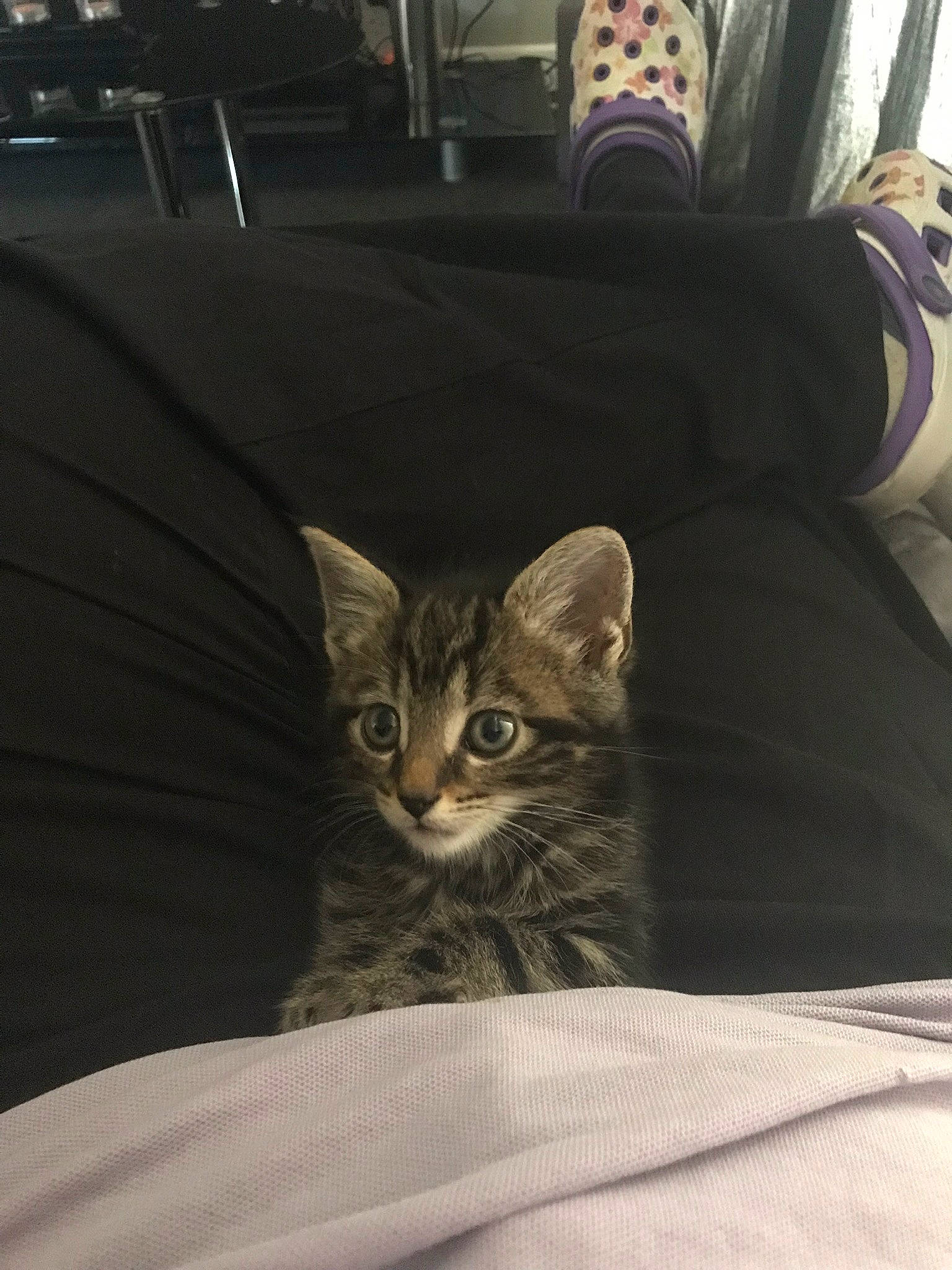 Tic-tac joined the competition — help win amazing prizes! american_shorthair, asian, bed, california_spangled, carnivore, cat, domestic_short_haired_cat, dragon_li, egyptian_mau, european_shorthair, eye, felidae, fur, kitten, mammal, pixie_bob, small_to_medium_sized_cats, sokoke, tabby_cat, whiskers