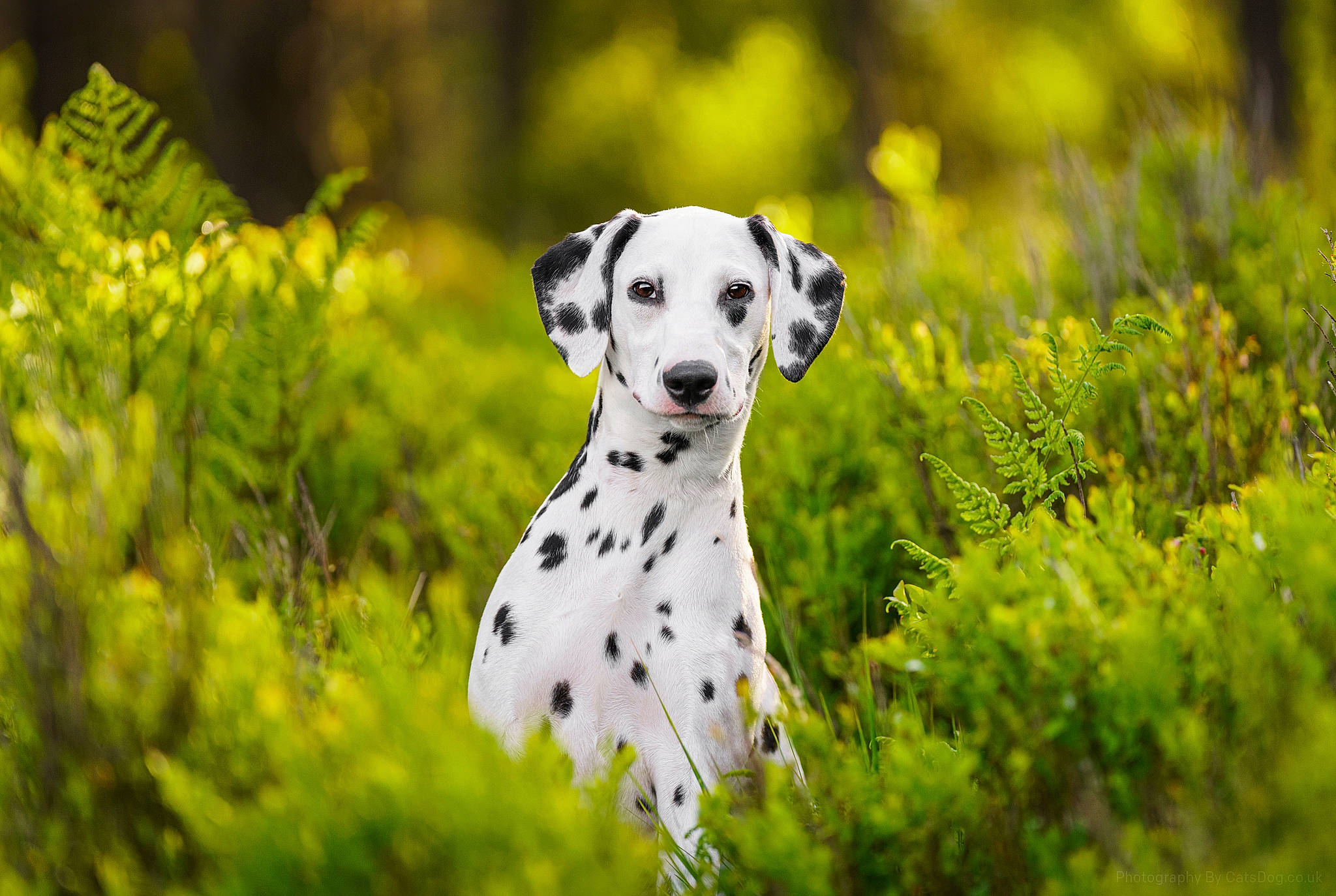 Nancy is registered to the contest to win money with this photo: canidae, carnivore, companion_dog, dalmatian, dog, dog_breed, fawn, forest, grass, grassland, groundcover, landscape, leaf, natural_landscape, plant, snout, sporting_group, terrestrial_animal, terrestrial_plant, wildlife