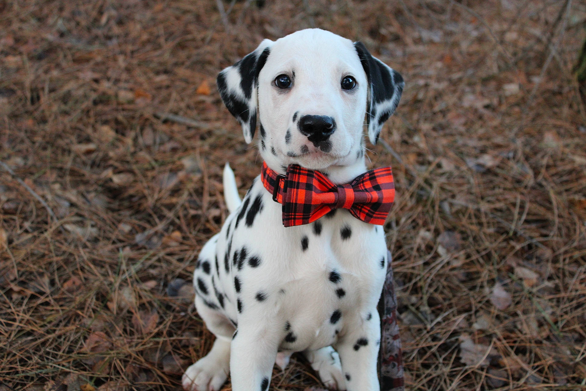 Kevin is registered to the contest to win money with this photo: canidae, carnivore, collar, companion_dog, dalmatian, dog, dog_breed, dog_collar, dog_supply, fawn, fur, grass, hunting_dog, non_sporting_group, pet_supply, sporting_group, terrestrial_animal, working_animal