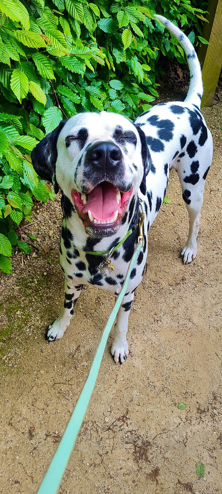 Floki is registered to the contest to win money with this photo: canidae, carnivore, collar, companion_dog, dalmatian, dog, dog_breed, dog_collar, dog_supply, fawn, grass, guard_dog, non_sporting_group, plant, snout, sporting_group, terrestrial_animal, whiskers, working_animal, working_dog