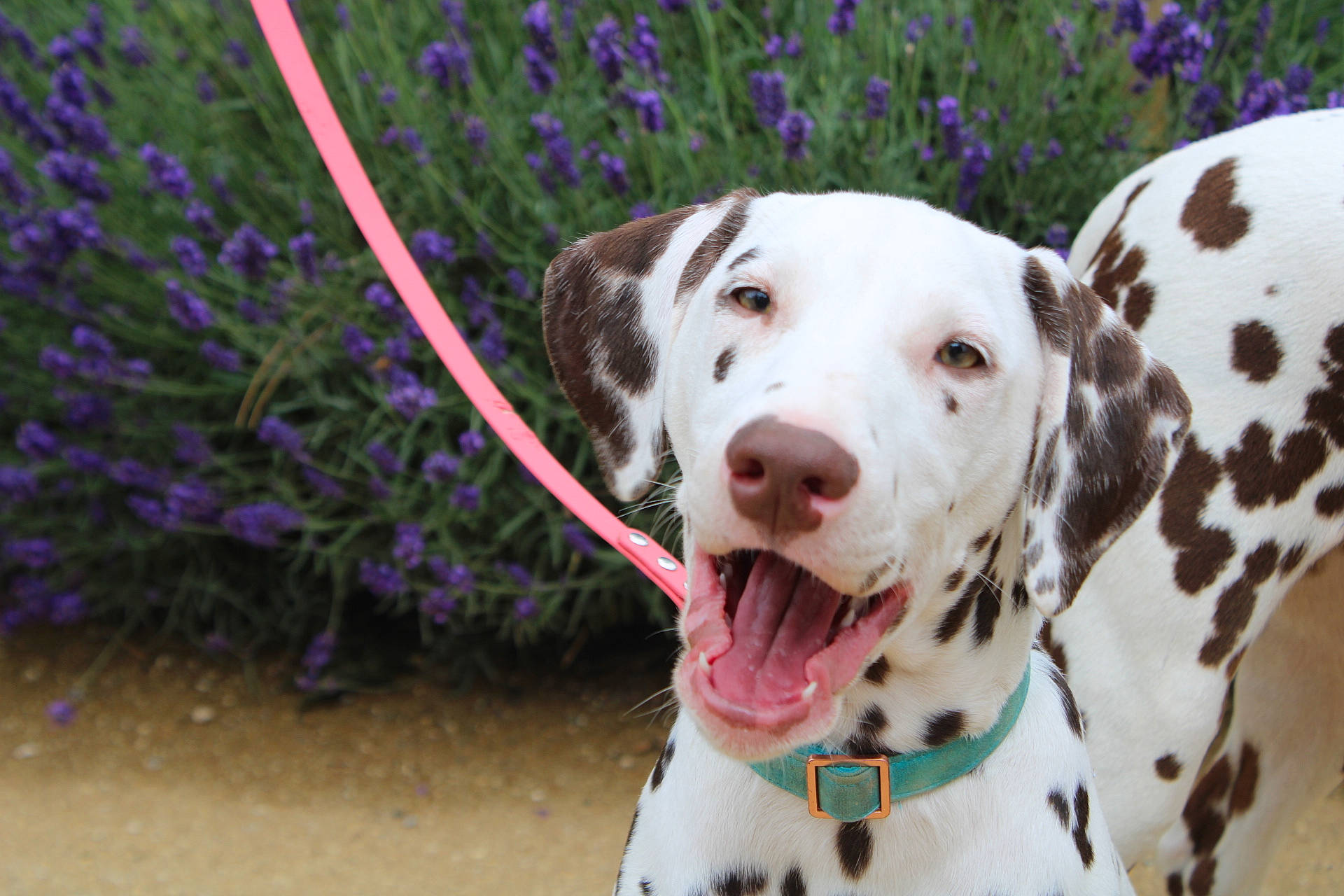 Echo joined the competition — help win amazing prizes! canidae, carnivore, collar, companion_dog, dog, dog_breed, dog_collar, fawn, grass, non_sporting_group, pet_supply, plant, snout, sporting_group, spring, terrestrial_animal, working_animal