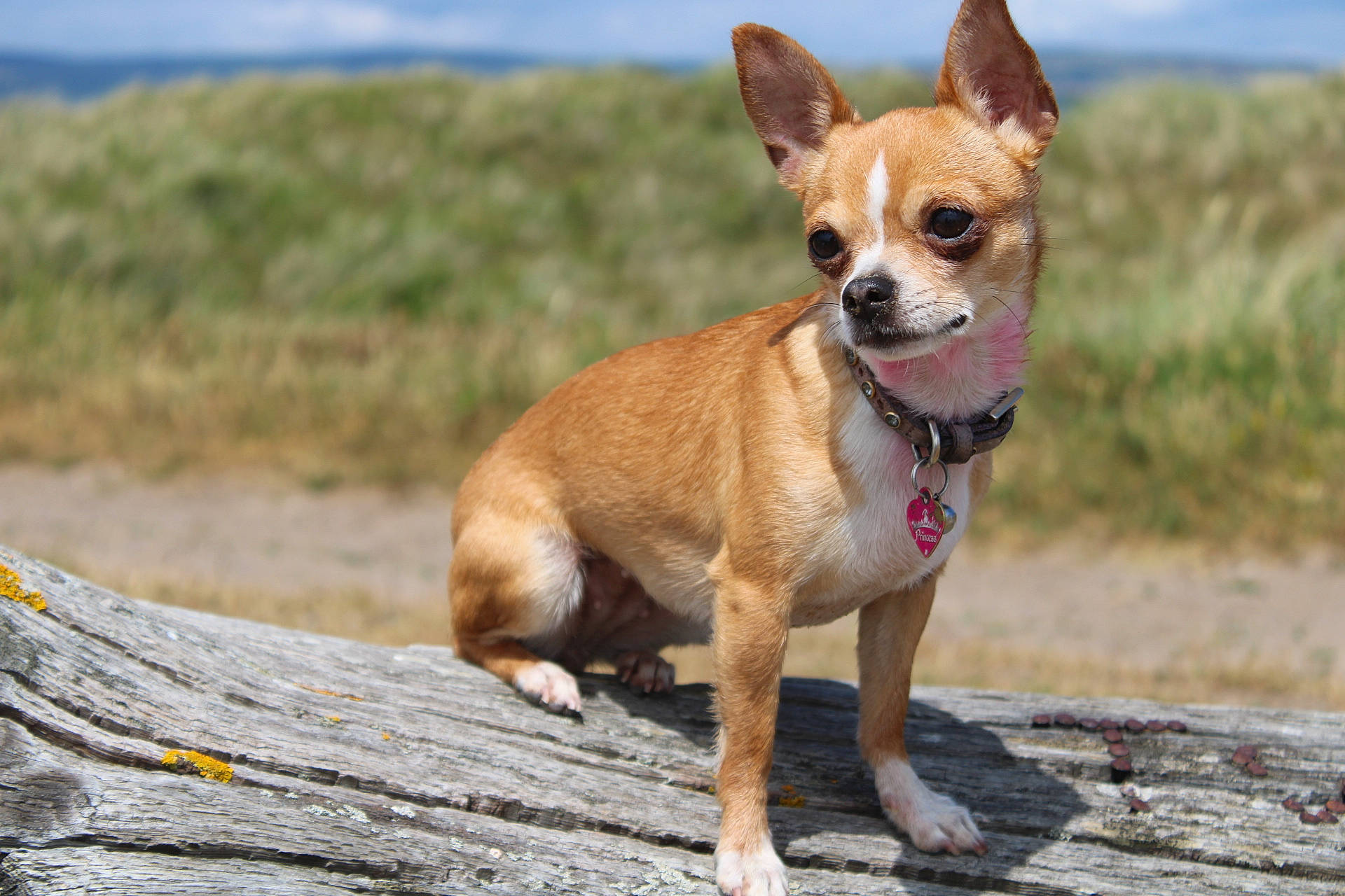 Angel is registered to the contest to win money with this photo: canidae, carnivore, chihuahua, cloud, collar, companion_dog, dog, dog_breed, dog_collar, dog_supply, fawn, grass, leash, sky, snout, sporting_group, terrestrial_animal, toy_dog, whiskers, working_animal