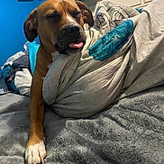 Daphne joined the competition — help win amazing prizes! animal, bed, blanket, blue_wall, clutter, comfort, cozy, dog, domestic, fur, furniture, indoor, paw, pet, relaxed, resting, room, sleepy, soft, tongue