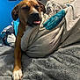 animal, bed, blanket, blue_wall, clutter, comfort, cozy, dog, domestic, fur, furniture, indoor, paw, pet, relaxed, resting, room, sleepy, soft, tongue