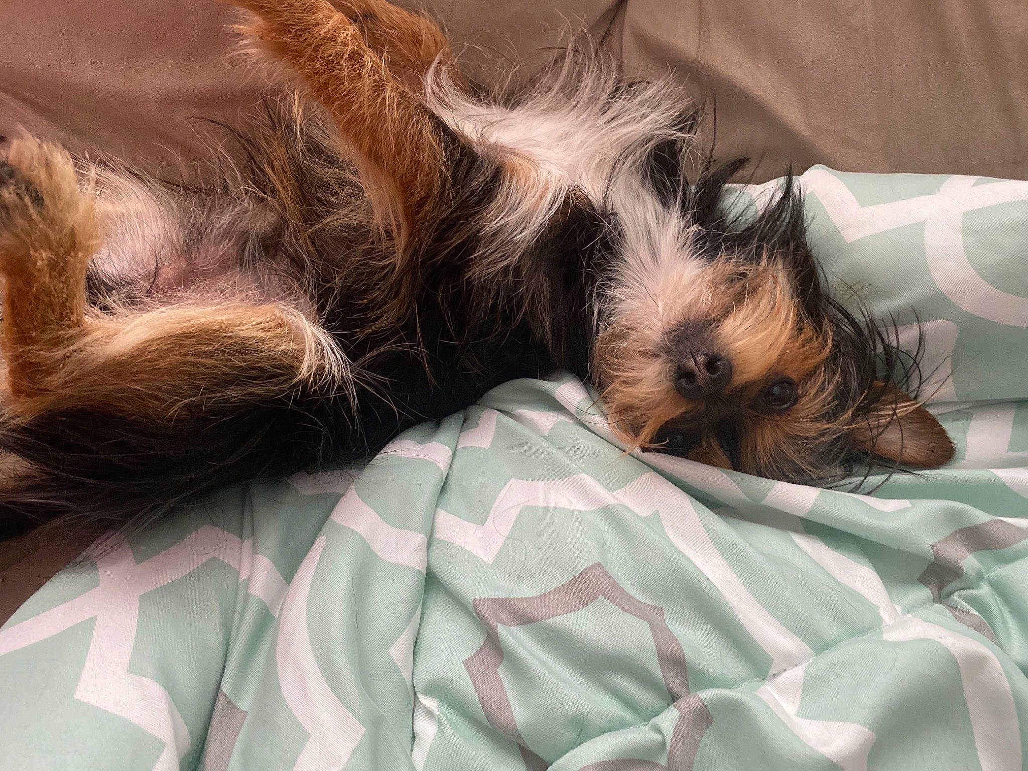 Pedro is registered to the contest to win money with this photo: bed, carnivore, comfort, companion_dog, dog, dog_breed, dog_supply, fawn, felidae, fur, grey, linens, liver, small_to_medium_sized_cats, snout, sporting_group, tail, terrier, toy_dog, whiskers