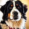 animal, background, bernese_mountain_dog, black_white_brown_fur, brown_eyes, canine, close_up, collar, dog, expression, fluffy, furry, indoors, looking_at_camera, muzzle, pet, portrait, soft_light, text_overlay, whiskers