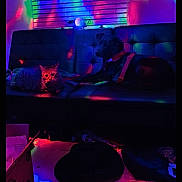 Angel joined the competition — help win amazing prizes! animal, cat, colorful_lighting, companion, couch, cozy, dark, dog, furniture, indoor, leash, living_room, multicolor, neon, night, pet, relaxing, room, shadow, window_blinds