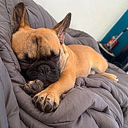 Aka participe au concours pour gagner de l'argent avec cette photo : animal, bedroom, blanket, brown, canine, closeup, comforter, cozy, cute, dog, ears, french_bulldog, fur, indoor, paw, pet, relaxation, resting, sleeping, snout