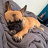 animal, bedroom, blanket, brown, canine, closeup, comforter, cozy, cute, dog, ears, french_bulldog, fur, indoor, paw, pet, relaxation, resting, sleeping, snout