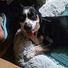 Rocky Jr Carter is registered to the contest to win money with this photo: dog, pet, black_and_white, lying_down, sitting, tongue_out, happy, playful, indoors, blanket, couch, pillow, furry, collar, portrait, animal, home, relaxed, blue_blanket, daylight