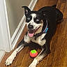 Rocky Jr Carter joined the competition — help win amazing prizes! dog, pet, black_and_white, happy, smiling, tongue_out, lying_down, wooden_floor, indoor, hallway, collar, blue_tag, toy, red_toy, front_paws, floppy_ears, short_hair, portrait, playful, home