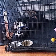 Rocky Jr Carter joined the competition — help win amazing prizes! dogs, canine, puppies, black_and_white_dog, brown_dog, animal, pet, crate, kennel, cage, indoors, floor, wooden_floor, dog_bed, food_bowl, water_bowl, toy, resting, lying_down, household