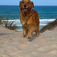 Sandy a rejoint le concours — aidez-le/la à gagner de superbes lots ! dog, golden_retriever, beach, sand, ocean, sea, waves, coastline, dunes, grass, outdoors, animal, pet, smiling, happy, standing, fur, portrait, blue_sky, nature