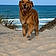 Sandy