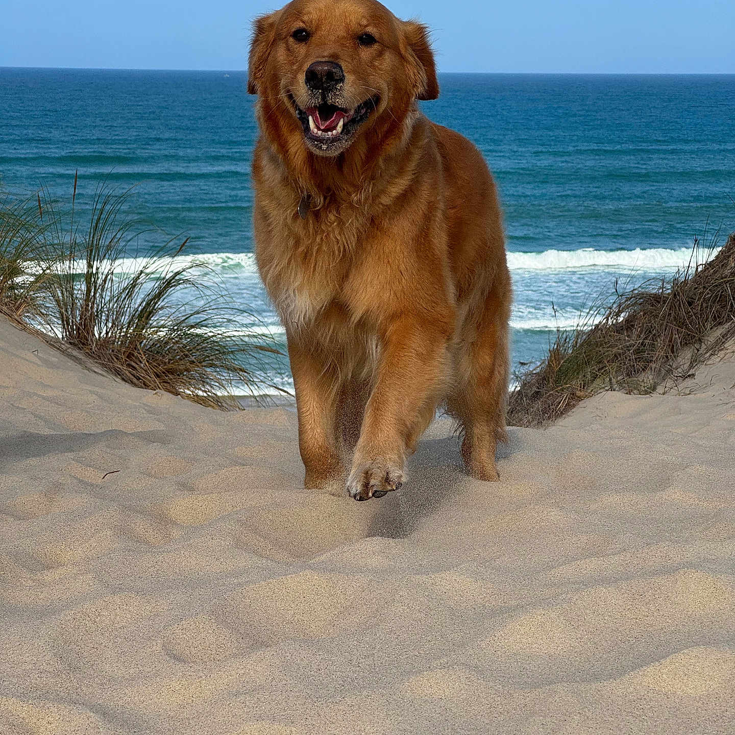 Sandy a rejoint le concours — aidez-le/la à gagner de superbes lots ! dog, golden_retriever, beach, sand, ocean, sea, waves, coastline, dunes, grass, outdoors, animal, pet, smiling, happy, standing, fur, portrait, blue_sky, nature