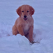 Merlin joined the competition — help win amazing prizes! puppy, golden_retriever, dog, snow, outdoor, winter, animal, pet, cute, fluffy, sitting, playful, young, fur, nature, cold, happy, mammal, canine, portrait