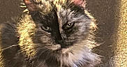 Tabitha is registered to the contest to win money with this photo: cat, feline, fluffy, fur, animal, pet, indoor, sunlight, shadow, texture, ears, whiskers, closeup, muzzle, portrait, sitting, looking, expression, domestic, furry