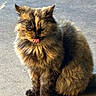 Tabitha is registered to the contest to win money with this photo: cat, tortoiseshell, fluffy, sitting, tongue_out, animal, pet, feline, fur, outdoor, concrete, cute, whiskers, ears, face, portrait, playful, sunlight, furry, domestic_animal