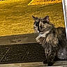 Tabitha is registered to the contest to win money with this photo: cat, fluffy, doormat, doorway, yellow_light, fur, pet, animal, indoor, home, shadow, expression, mammal, whiskers, ears, sitting, looking, floor, texture, closeup