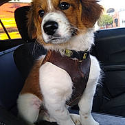 Bronson is registered to the contest to win money with this photo: puppy, dog, leather_harness, car_interior, sunset, window, seat, fur, pet, animal, cute, young_dog, sitting, brown_and_white, whiskers, ears, nose, paw, collar, domestic_animal