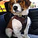 Bronson